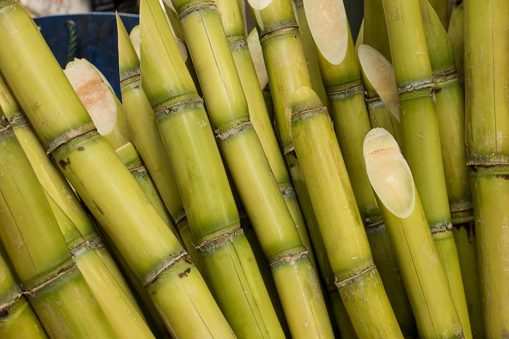 Cana de açúcar, matéria prima do Plástico Verde